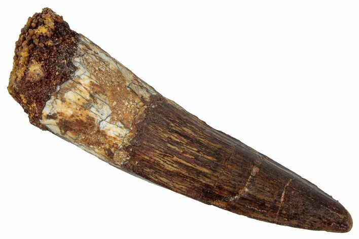 Fossil Spinosaurus Tooth - Real Dinosaur Tooth #346790